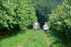 Kirschernte im Sommer