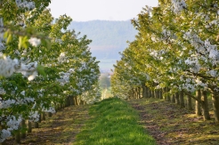 Kirschplantage im Frhling