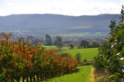 Herbst in der Kirschplantage